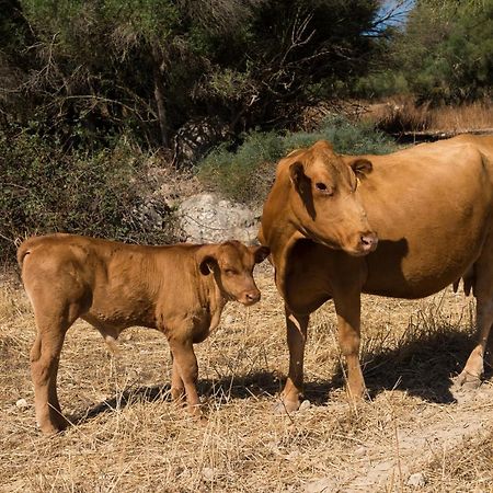 Agroturismo Can Feliu Porreres Dış mekan fotoğraf