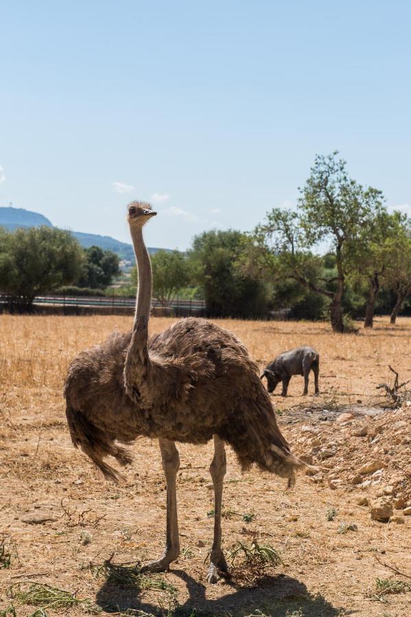 Agroturismo Can Feliu Porreres Dış mekan fotoğraf