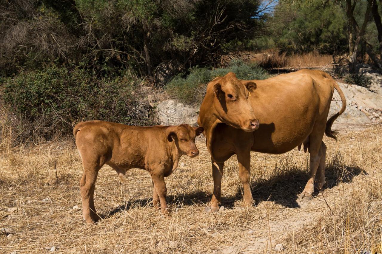 Agroturismo Can Feliu Porreres Dış mekan fotoğraf